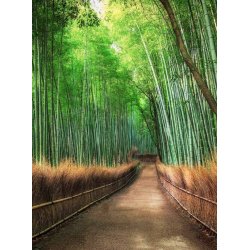 Fotomural Bamboo Grove Kyoto CW15460-4