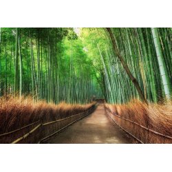 Fotomural Bamboo Grove Kyoto CW15460-8