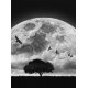 Fotomural Moon and Birds CW15464-4