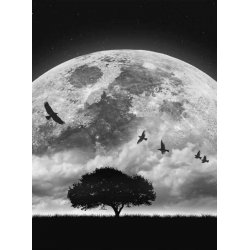 Fotomural Moon and Birds CW15464-4
