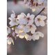 Fotomural Cherry Blossoms CW15494-4