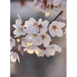 Fotomural Cherry Blossoms CW15494-4