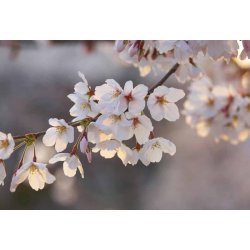 Fotomural Cherry Blossoms CW15494-8